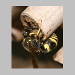 Ancistrocerus nigricornis - Lehmwespe 12 beim Nestverschluss.jpg